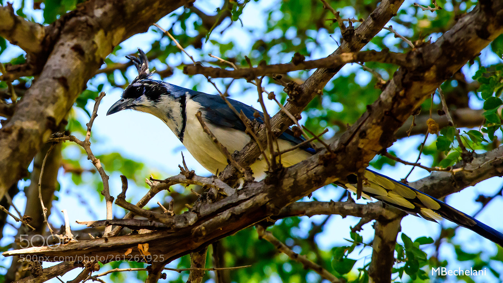 Nikon D810 sample photo. Mbs photography