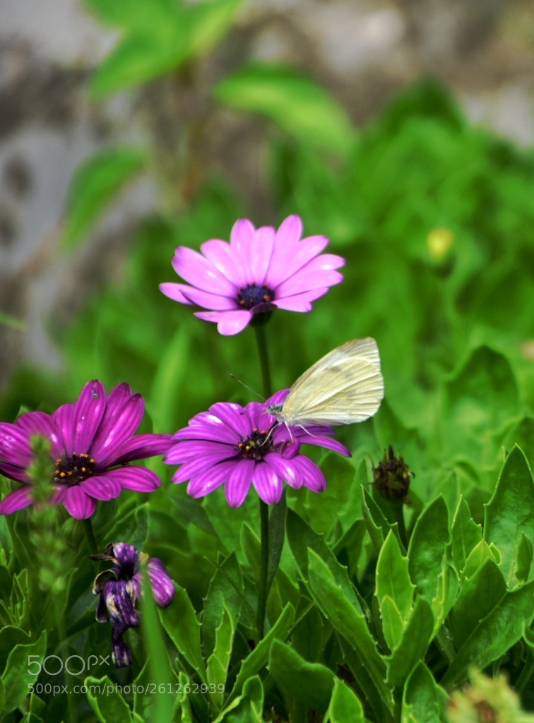 Nikon D7200 sample photo. Butterfly love ciner photography