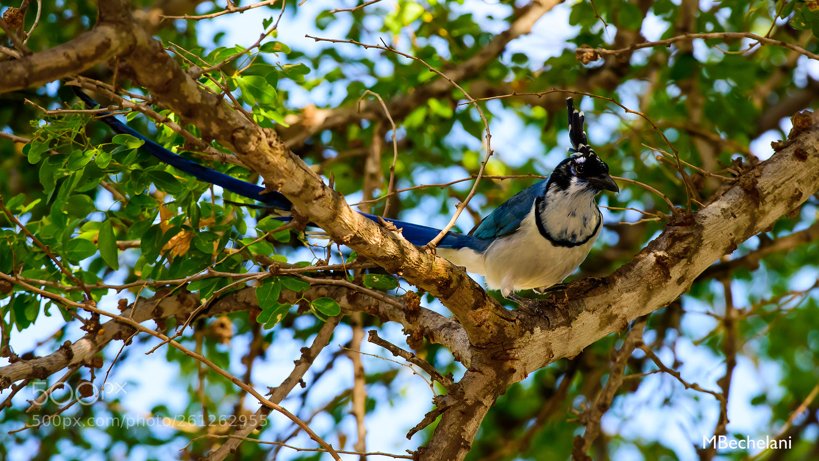 Nikon D810 sample photo. Mbs photography