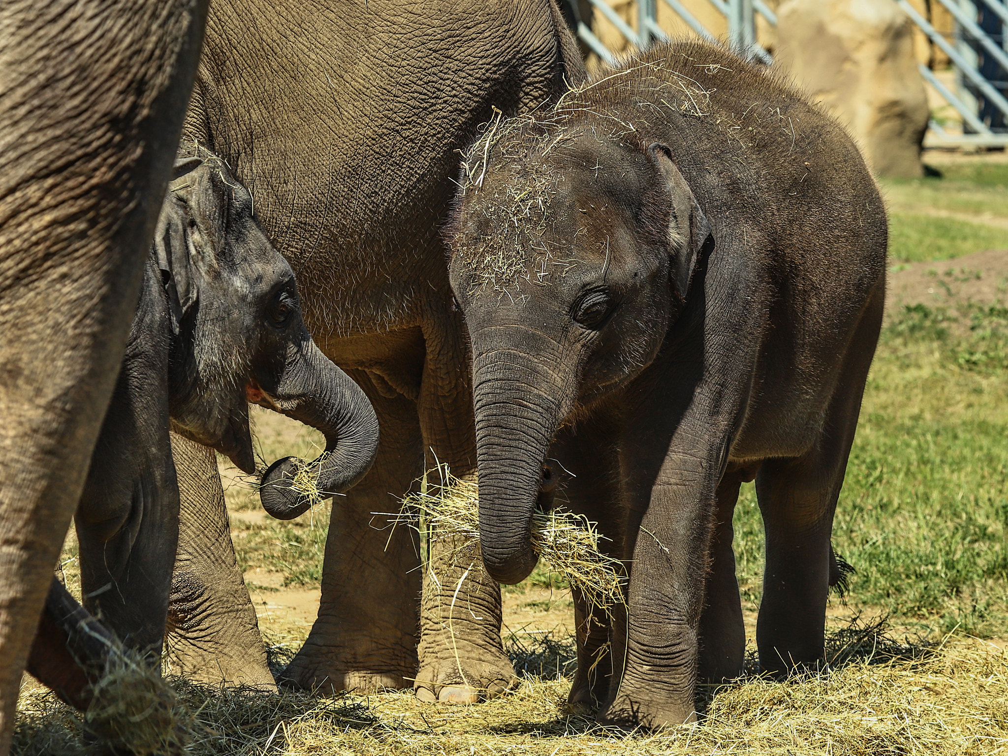 Canon EOS 6D Mark II sample photo. Max zoo prague photography