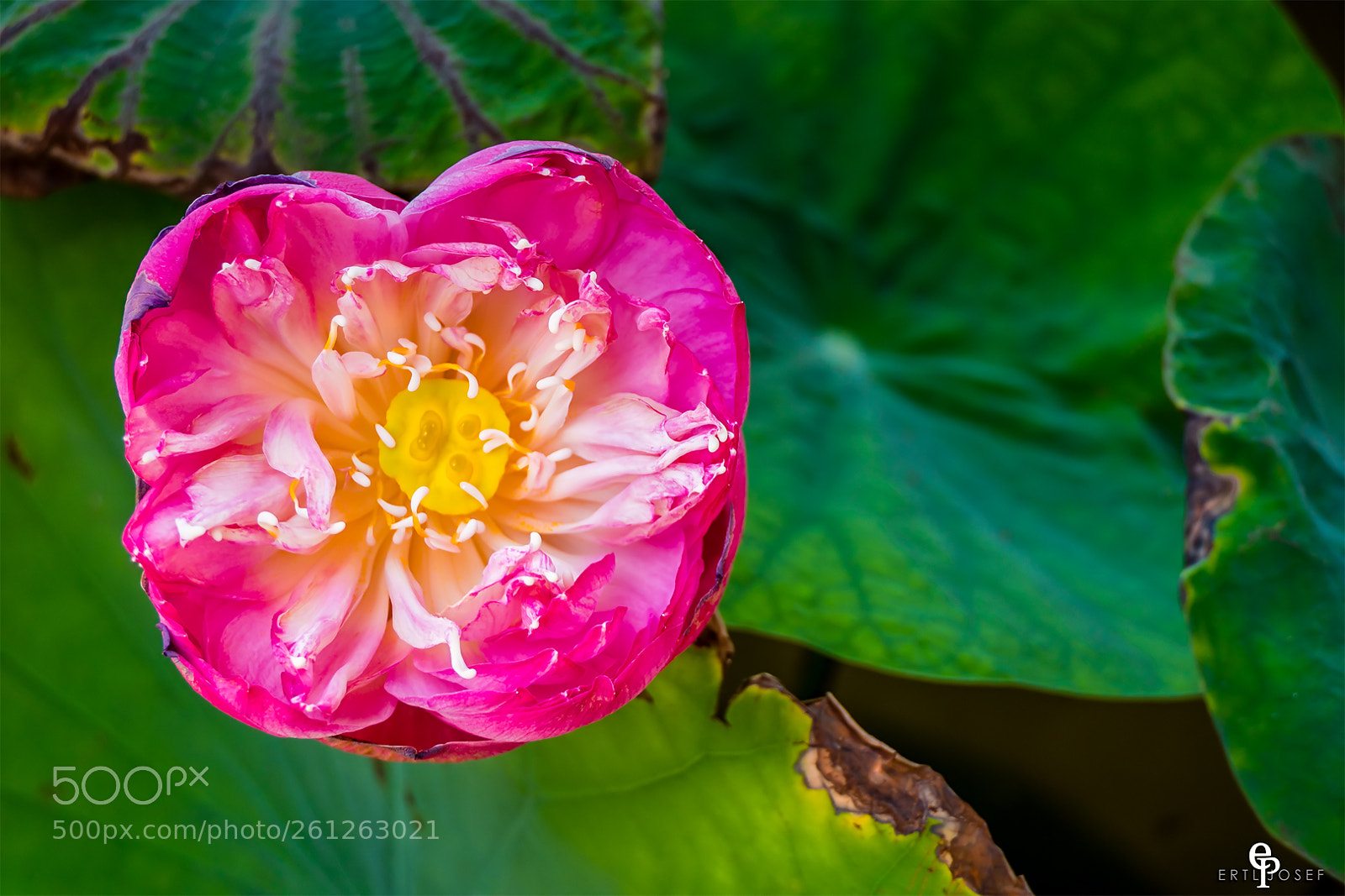 Panasonic Lumix DMC-FZ2500 (Lumix DMC-FZ2000) sample photo. Seerose photography