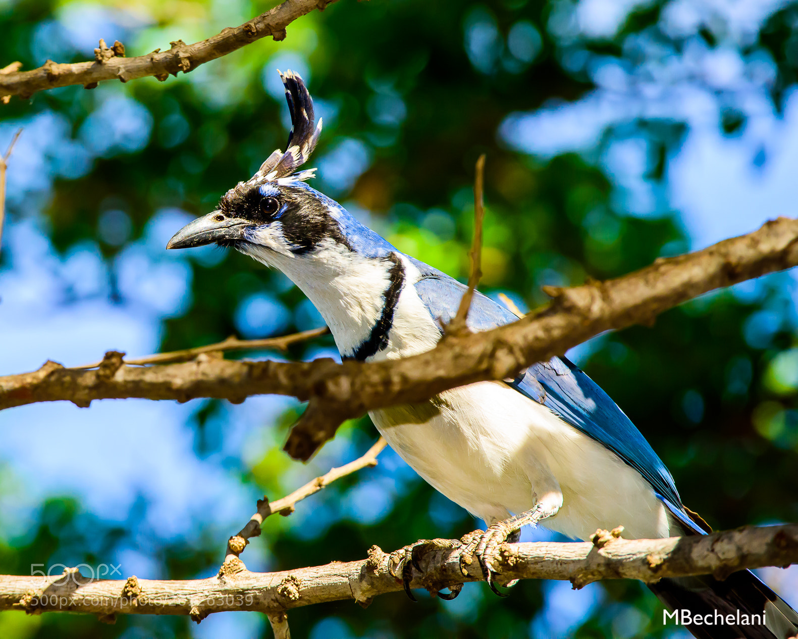 Nikon D810 sample photo. Mbs_4330-2.jpg photography