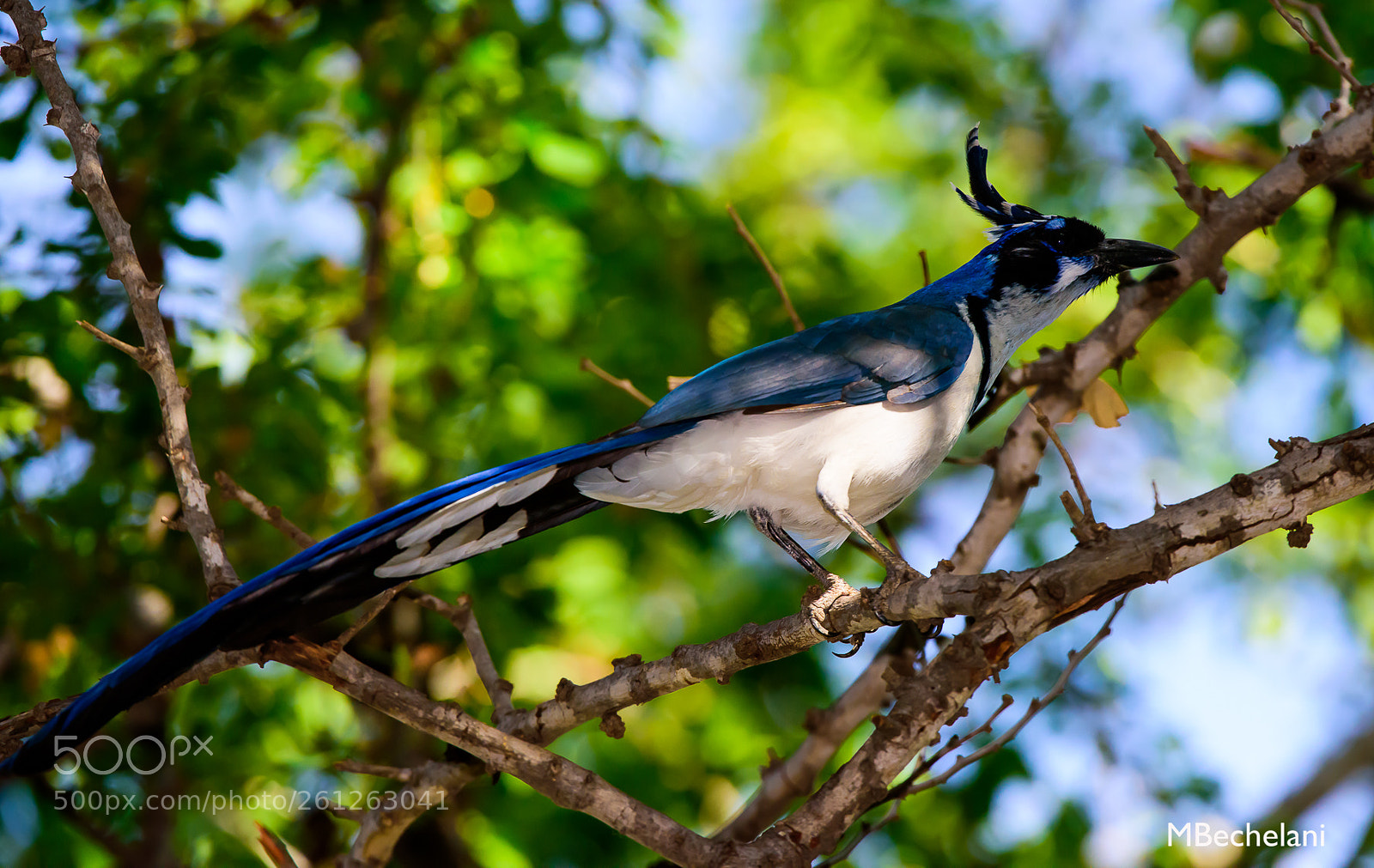 Nikon D810 sample photo. Mbs photography
