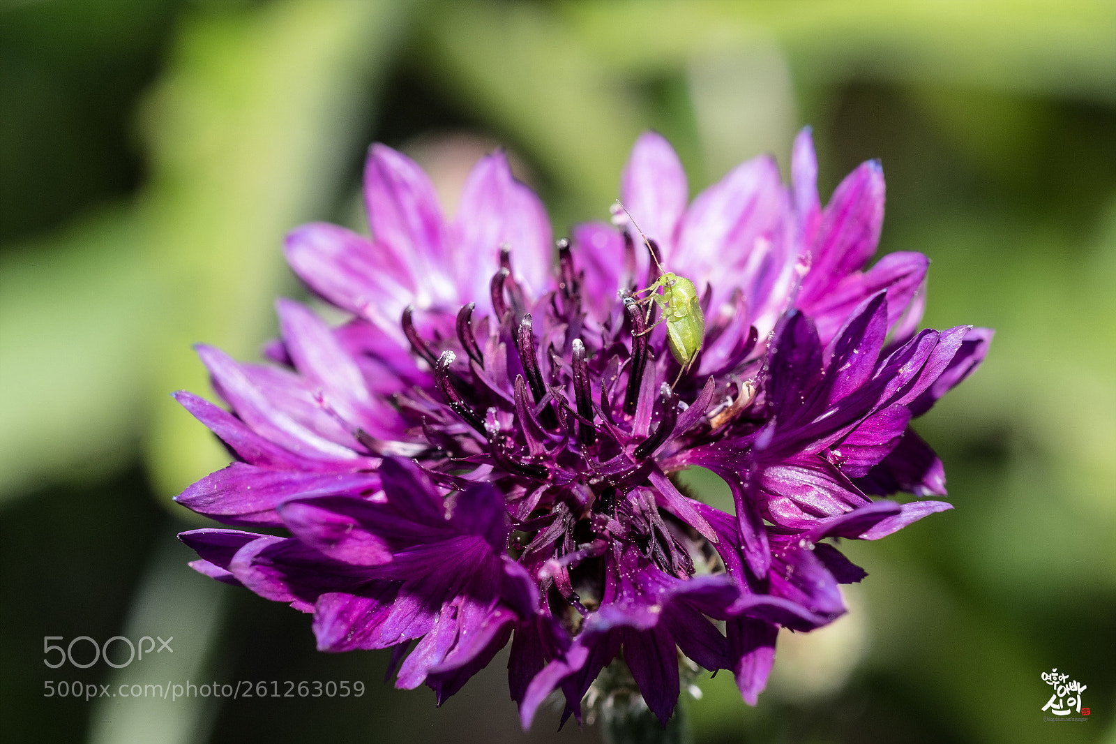 Fujifilm X-T2 sample photo. Macro world photography