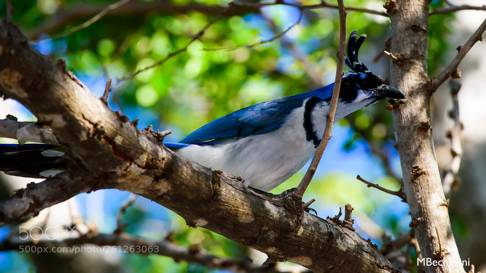 Nikon D810 sample photo. Mbs photography