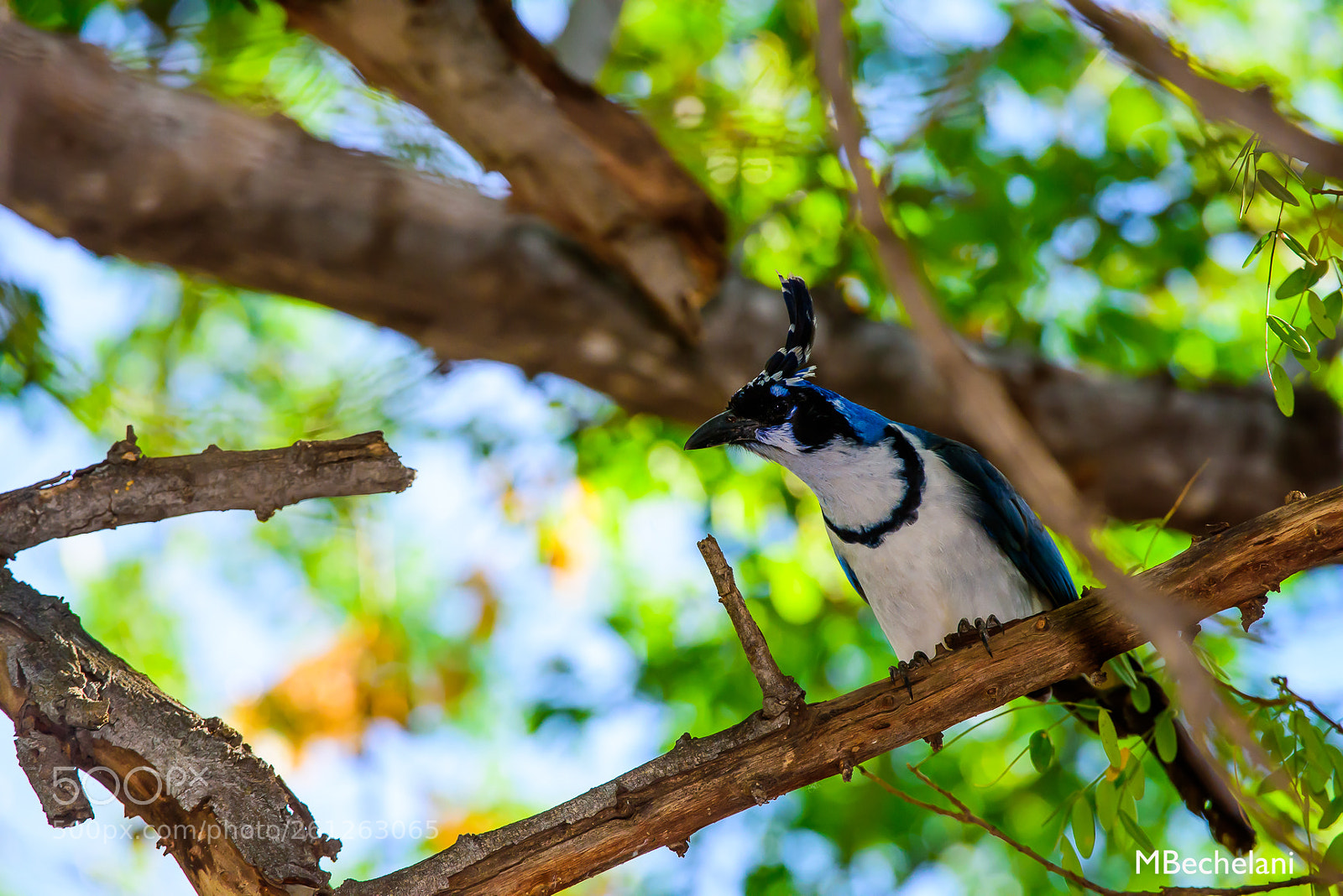 Nikon D810 sample photo. Mbs photography
