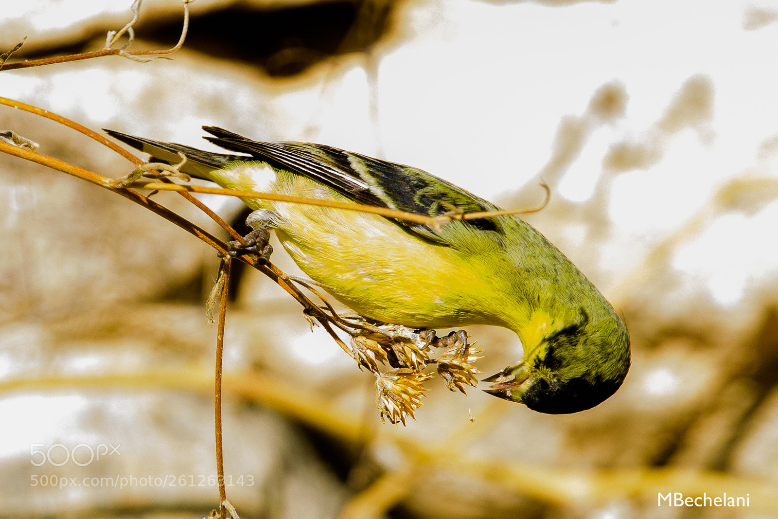 Nikon D810 sample photo. Mbs photography