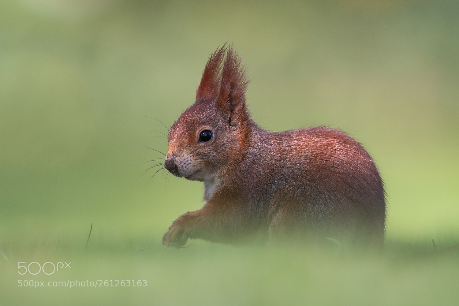 Nikon D500 sample photo. Squirrel photography