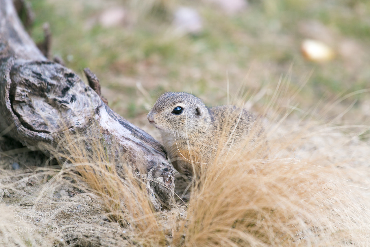 Canon EOS 70D sample photo. Watch out for me photography