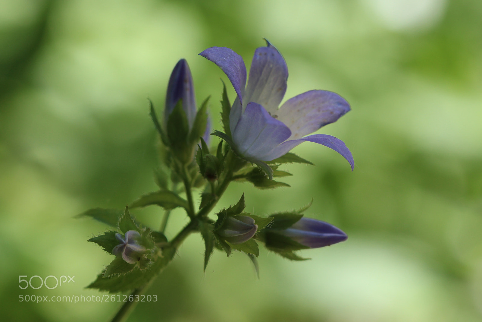 Canon EOS 700D (EOS Rebel T5i / EOS Kiss X7i) sample photo. Wildflower violet photography