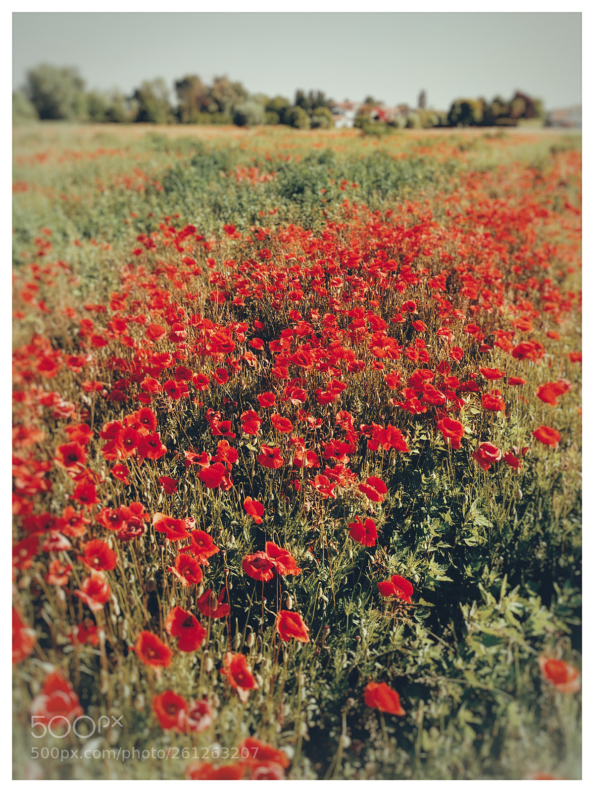 LG G6 sample photo. Poppies photography