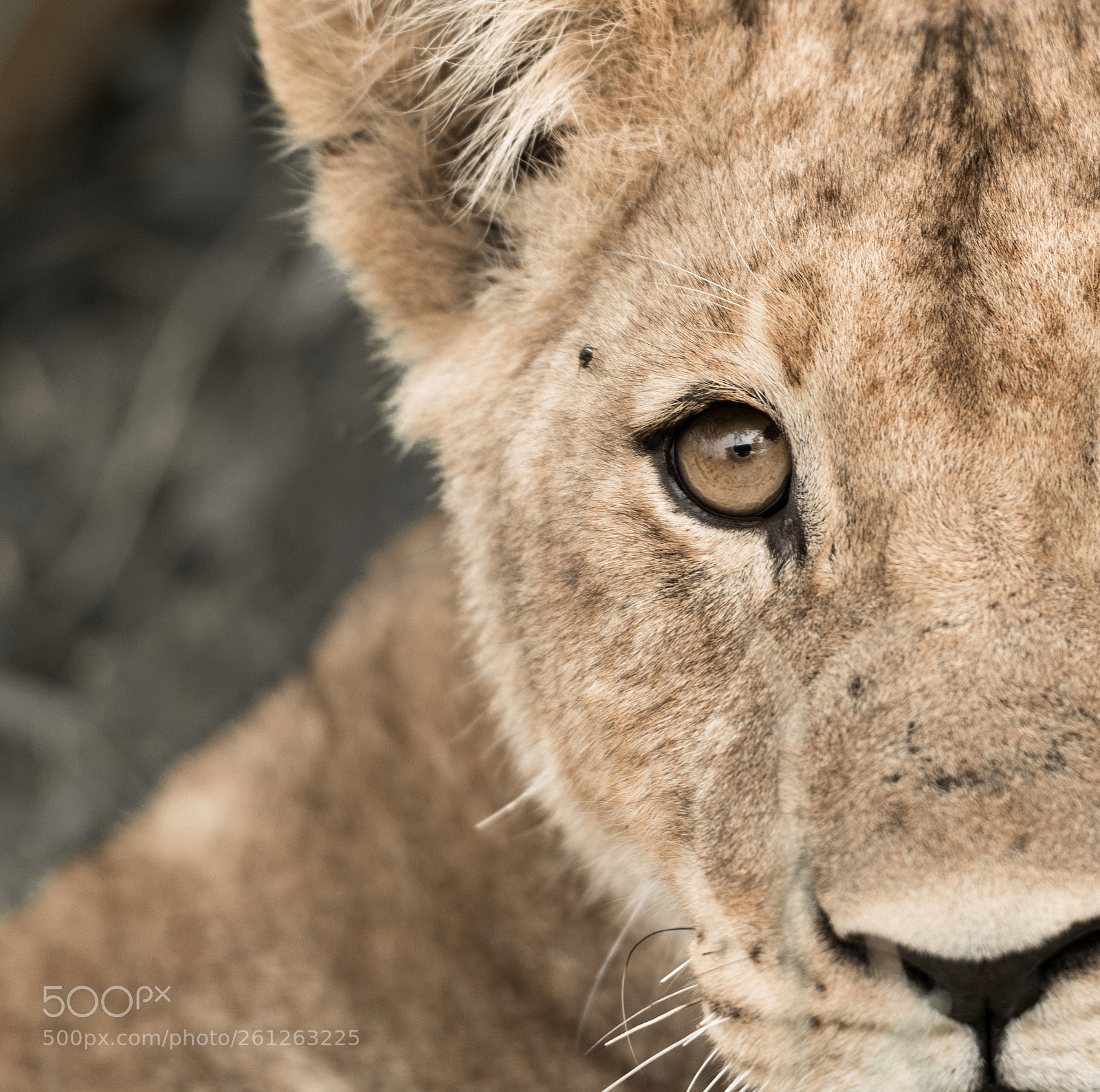 Nikon D500 sample photo. Lioncub.jpg photography