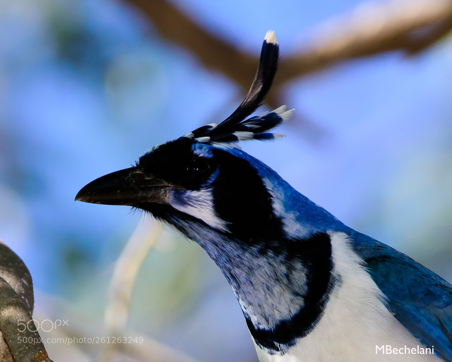 Nikon D810 sample photo. Mbs_4361-2.jpg photography