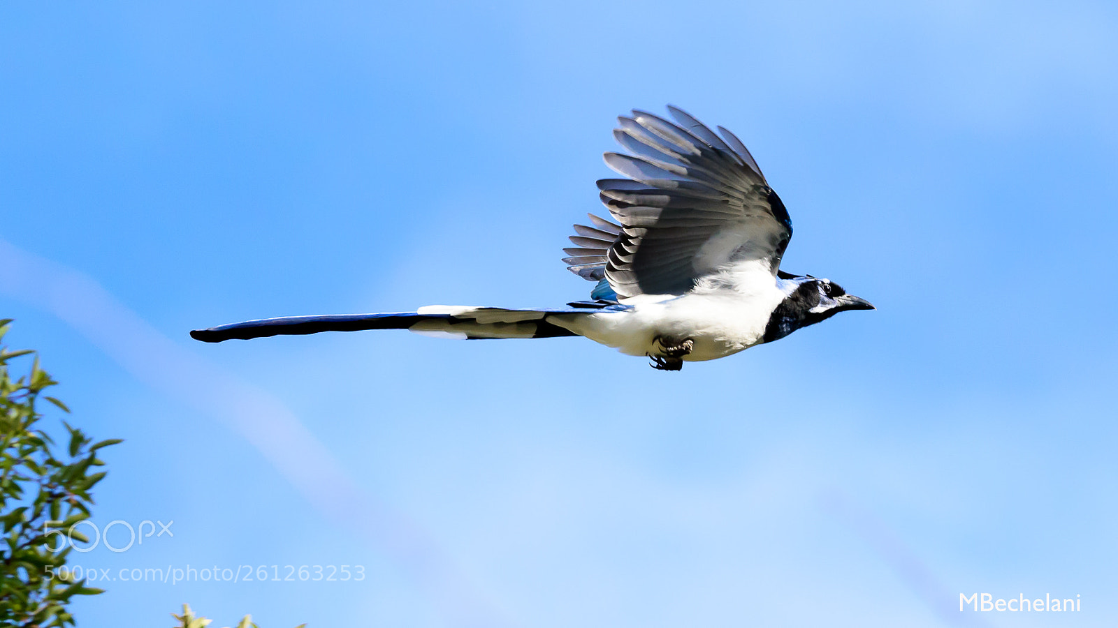 Nikon D810 sample photo. Mbs_4364-2.jpg photography