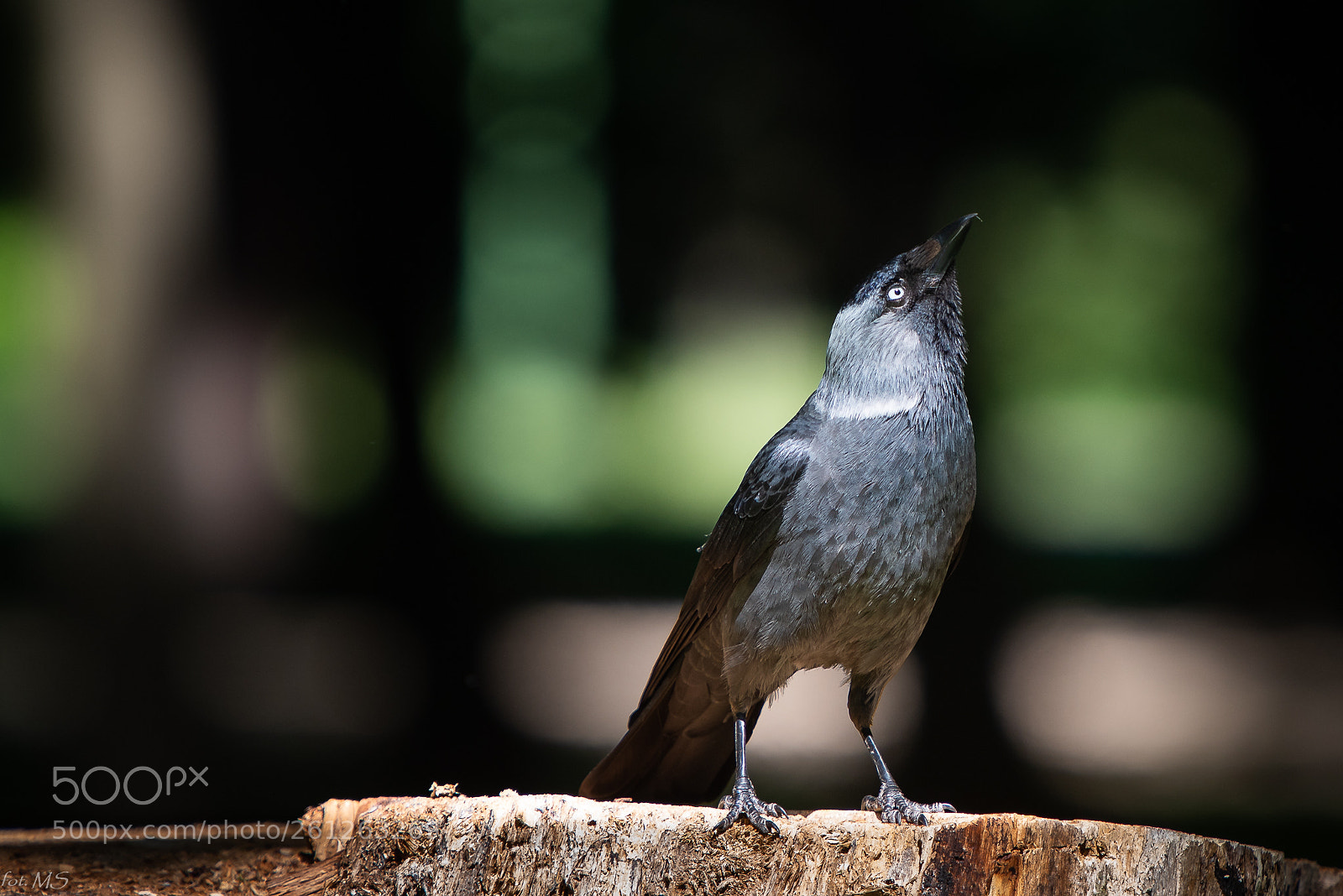 Nikon D750 sample photo. Edit photography