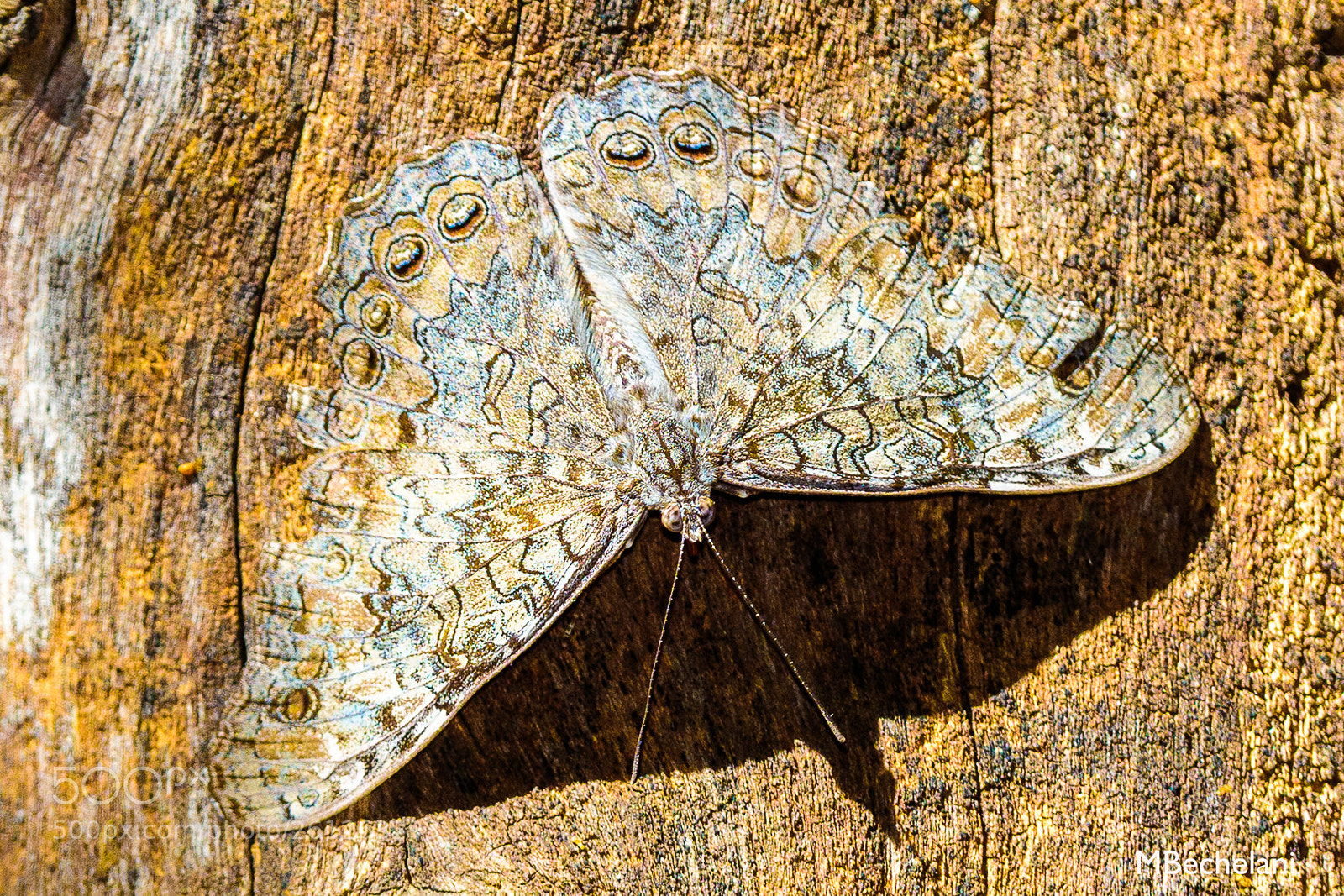 Nikon D810 sample photo. Mbs photography