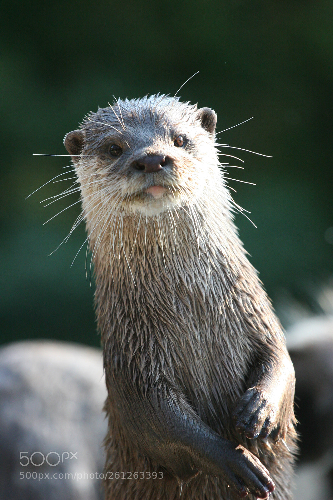 Canon EOS 20D sample photo. Loutre de riviére photography