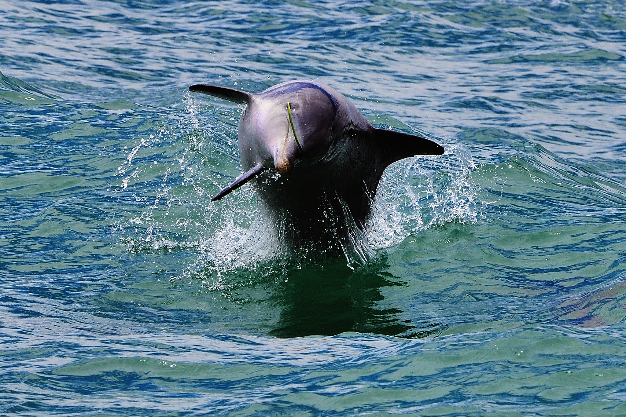 Nikon D5 sample photo. Quarter photography