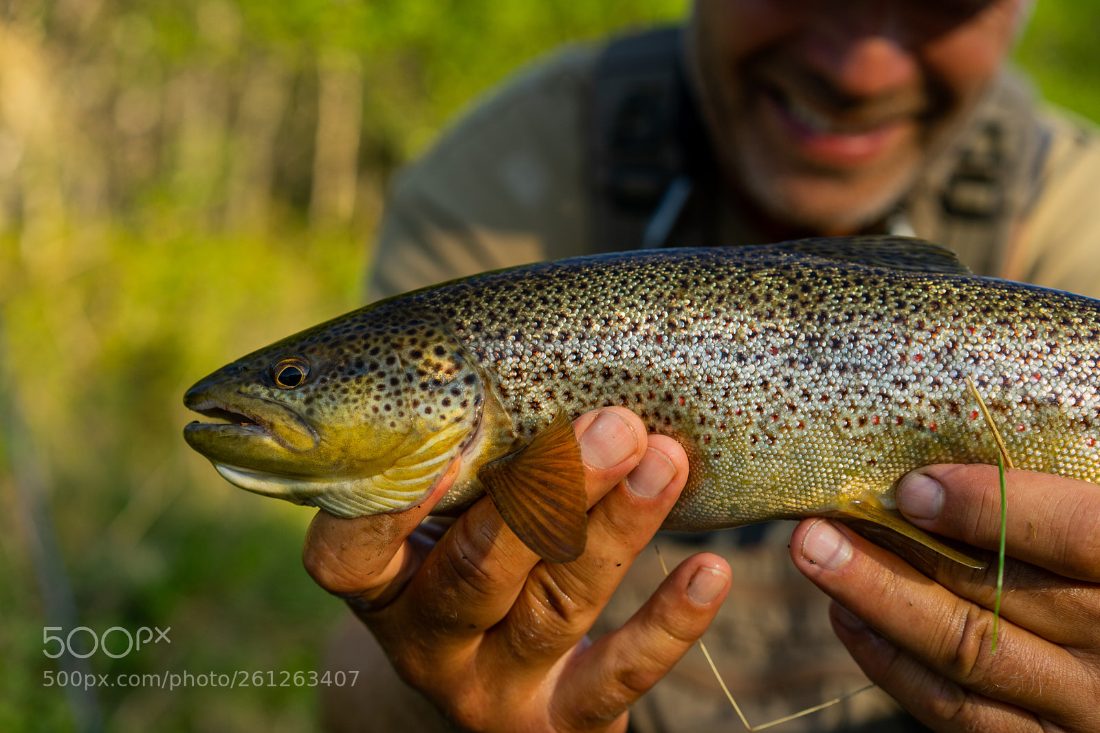 Sony a7 II sample photo. Mr. trout photography