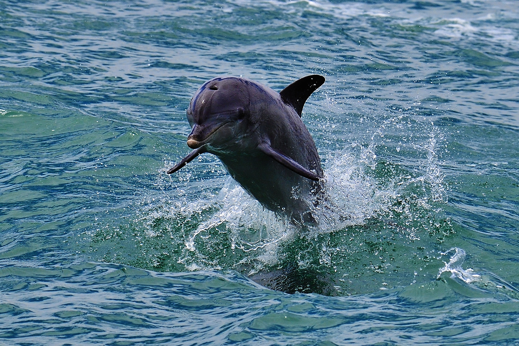 Nikon D5 + Nikon AF-S Nikkor 80-400mm F4.5-5.6G ED VR sample photo. Jump photography