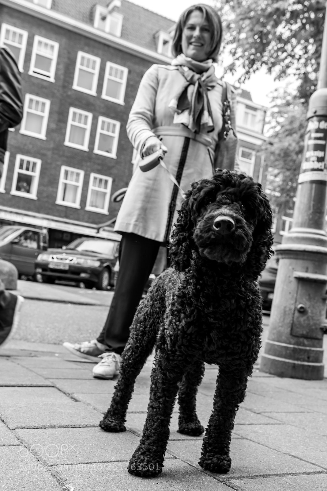Nikon D750 sample photo. Poodle photography