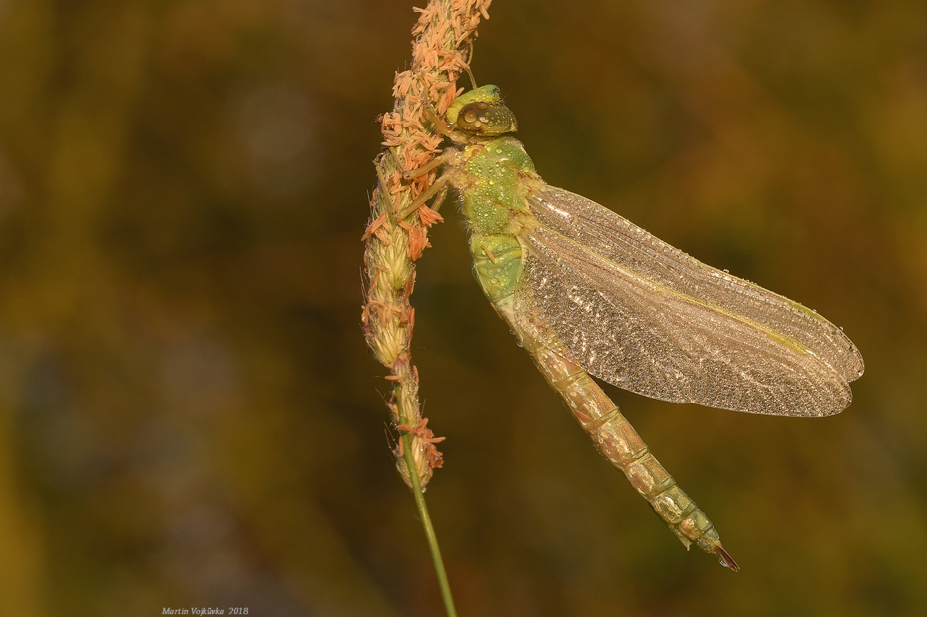 Sigma 105mm F2.8 EX DG OS HSM sample photo. Anax imperator photography