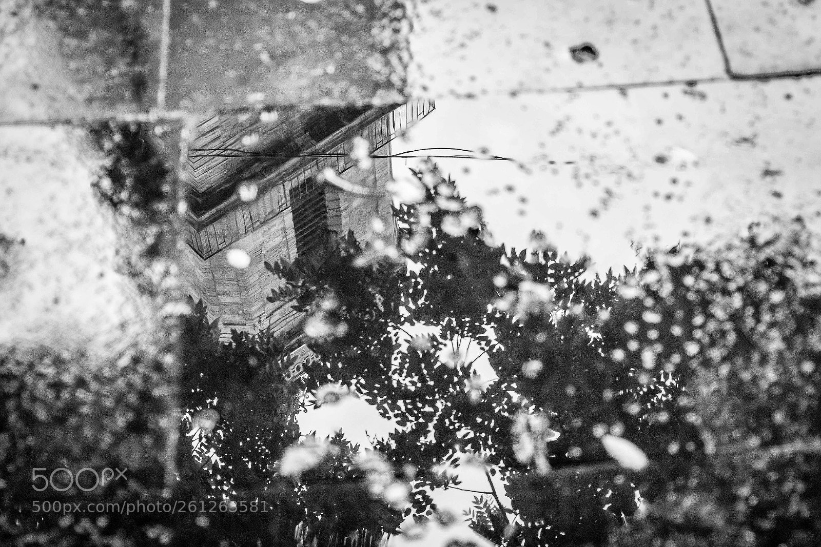 Fujifilm X-T20 sample photo. Des perles de pluie photography