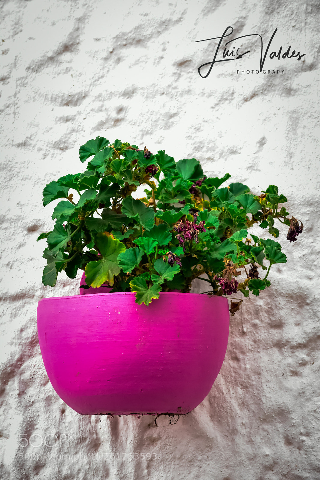 Nikon D7200 sample photo. Garden on the wall photography