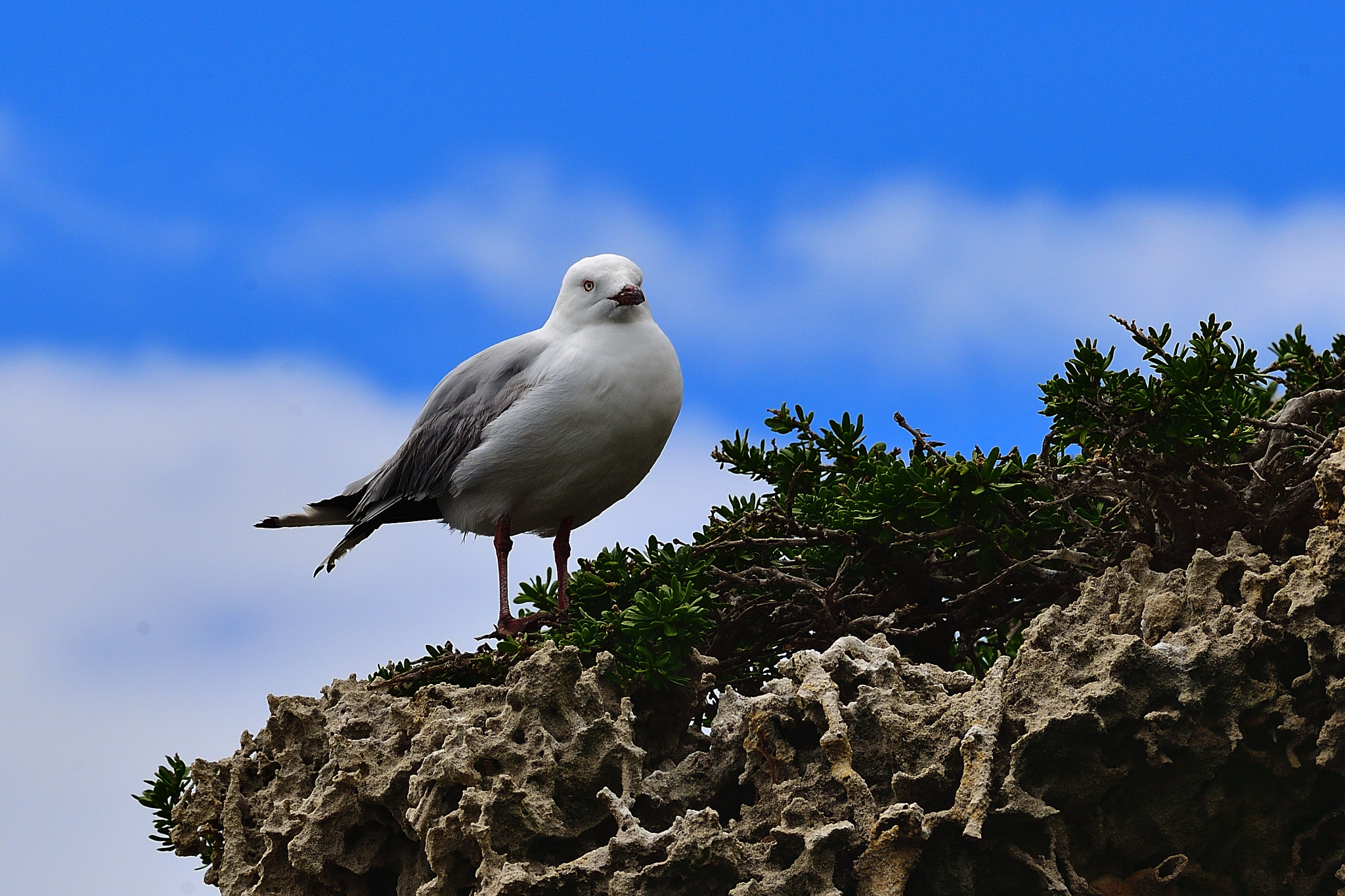 Nikon D5 sample photo. Cool photography