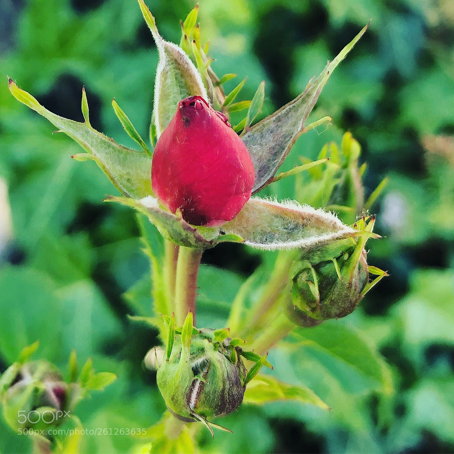 Apple iPhone 8 Plus sample photo. Beautiful rose before bloom photography