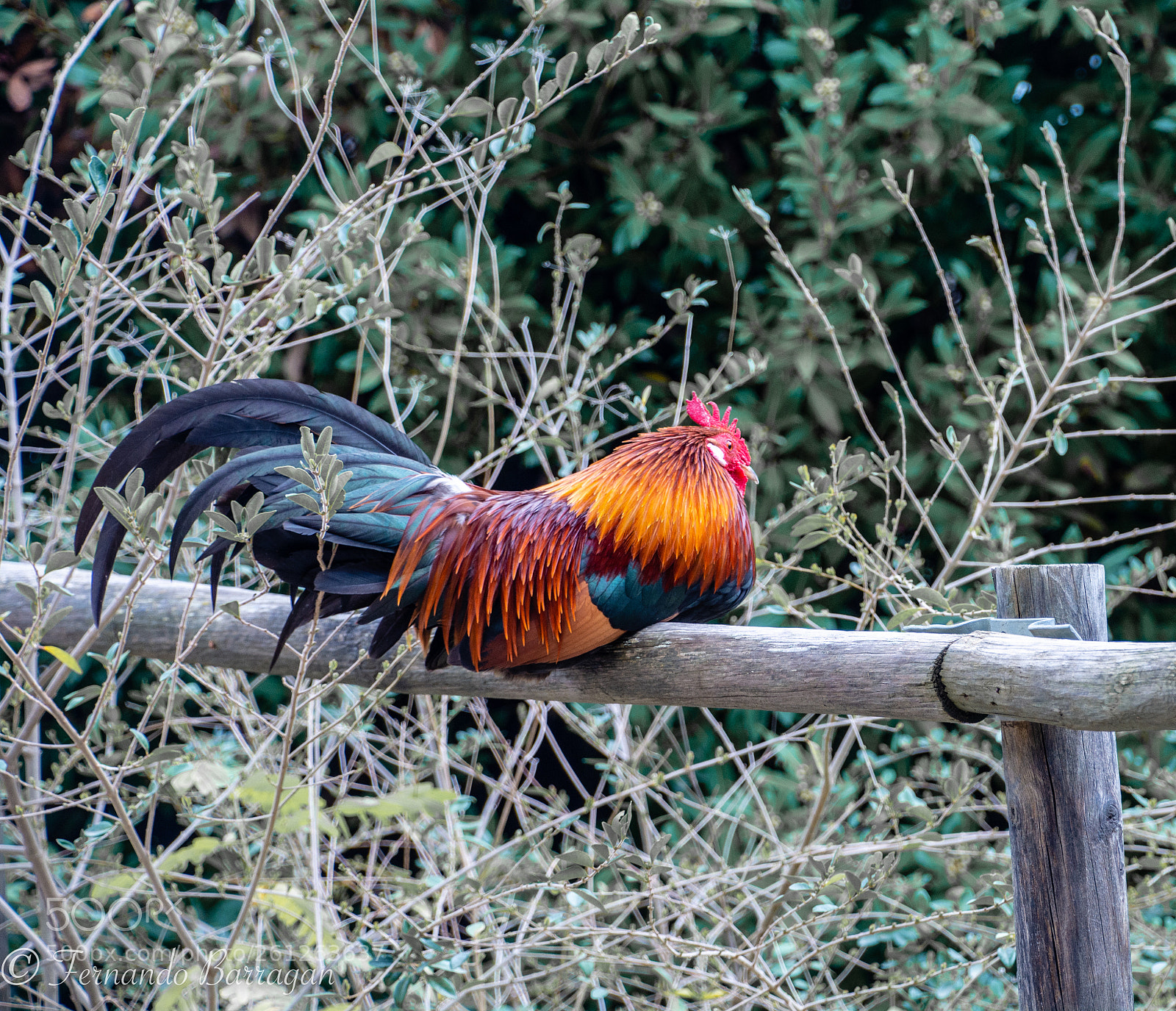 Nikon D7100 sample photo. Mr rooster photography