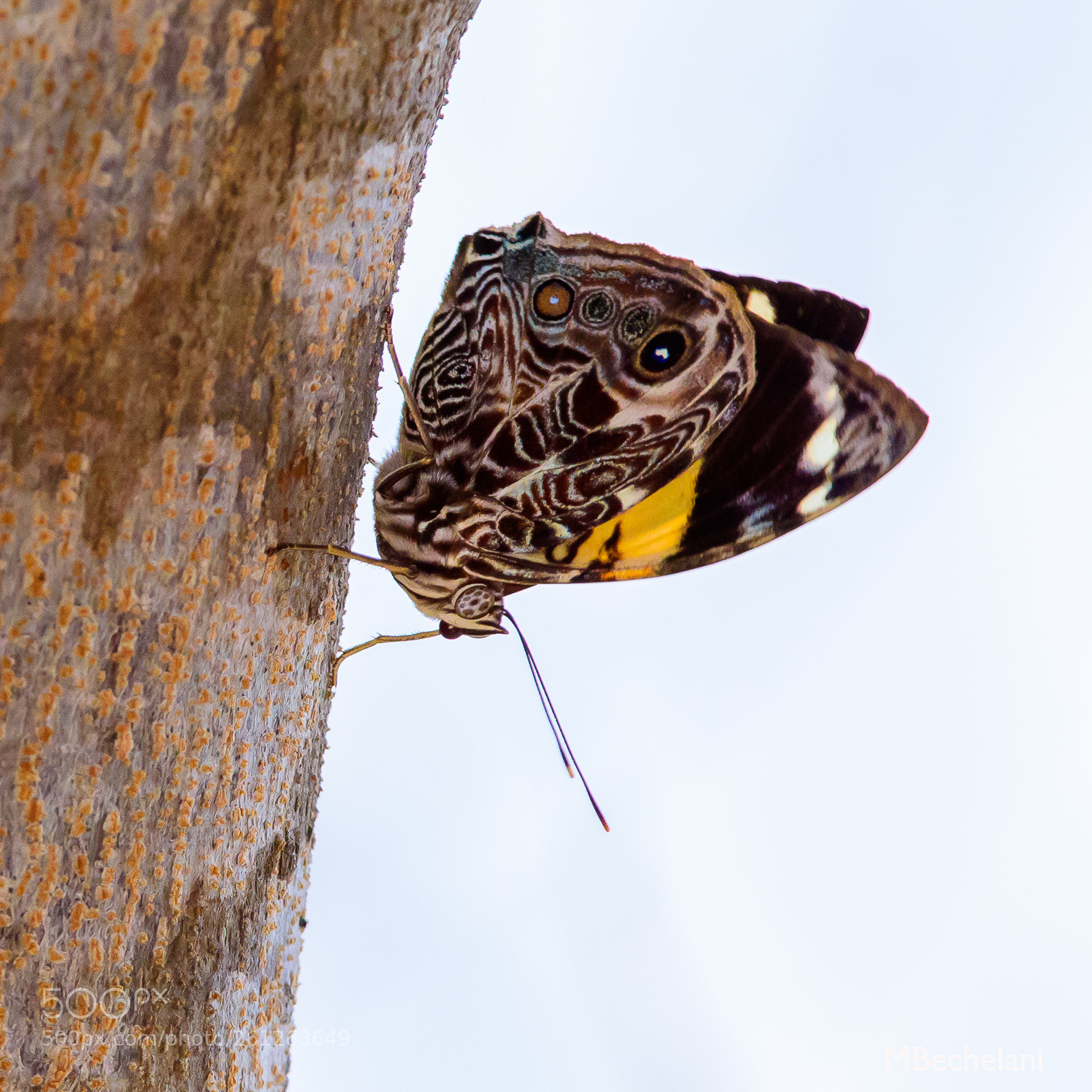 Nikon D810 sample photo. Mbs photography