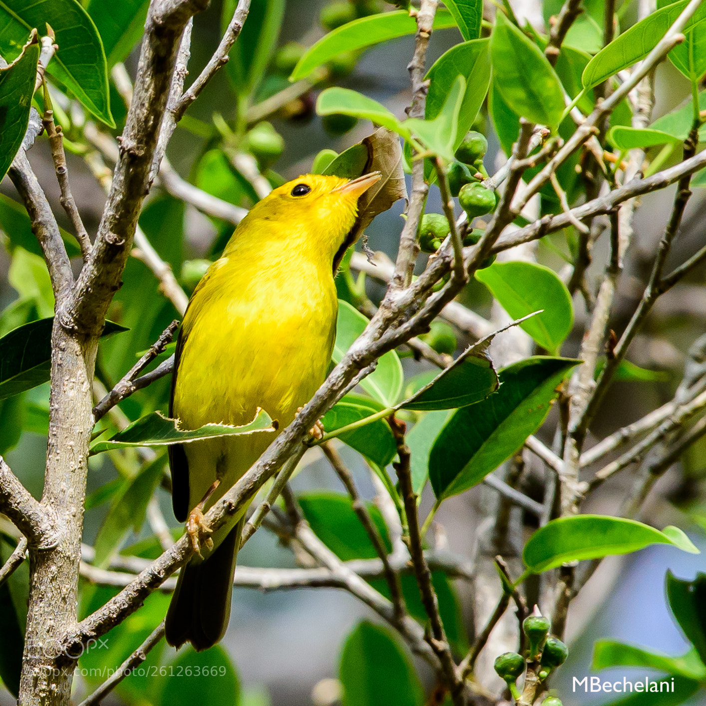 Nikon D810 sample photo. Mbs photography
