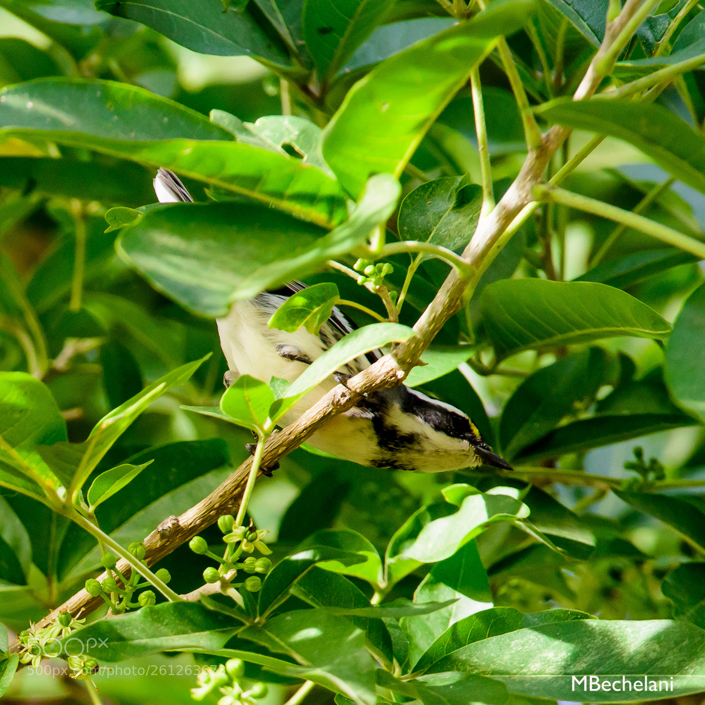 Nikon D810 sample photo. Mbs photography