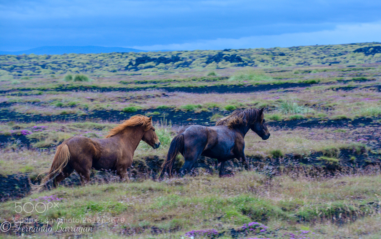 Nikon D7100 sample photo. Caballos islandia photography