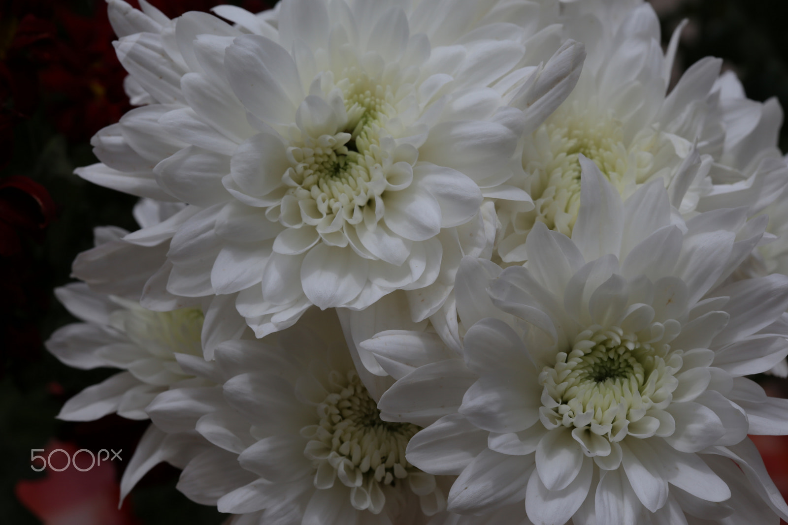 Canon EF 100mm F2.8 Macro USM sample photo. Colors 3 photography