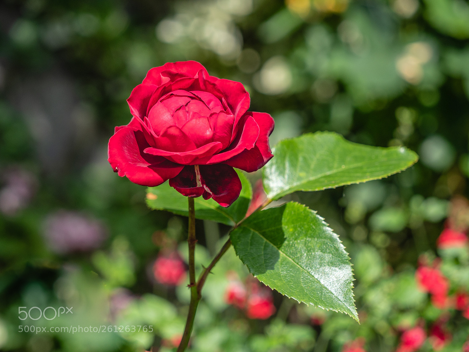Panasonic Lumix DC-G9 sample photo. Red rose photography
