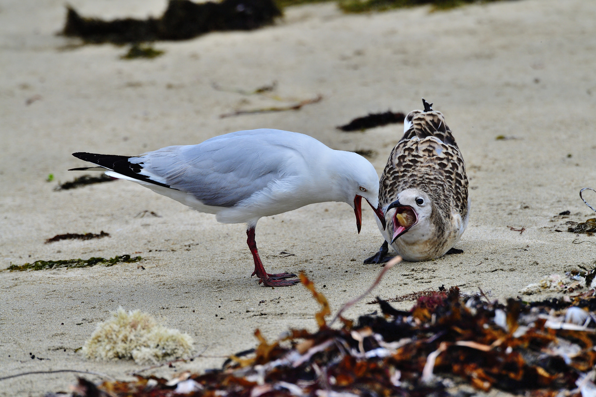 Nikon D5 sample photo. What? photography
