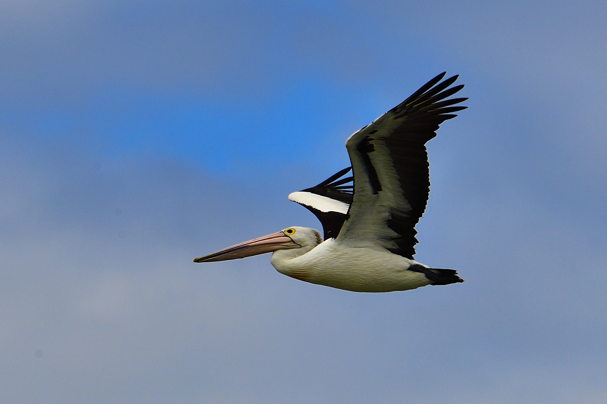 Nikon D5 + Nikon AF-S Nikkor 80-400mm F4.5-5.6G ED VR sample photo. Sliding photography