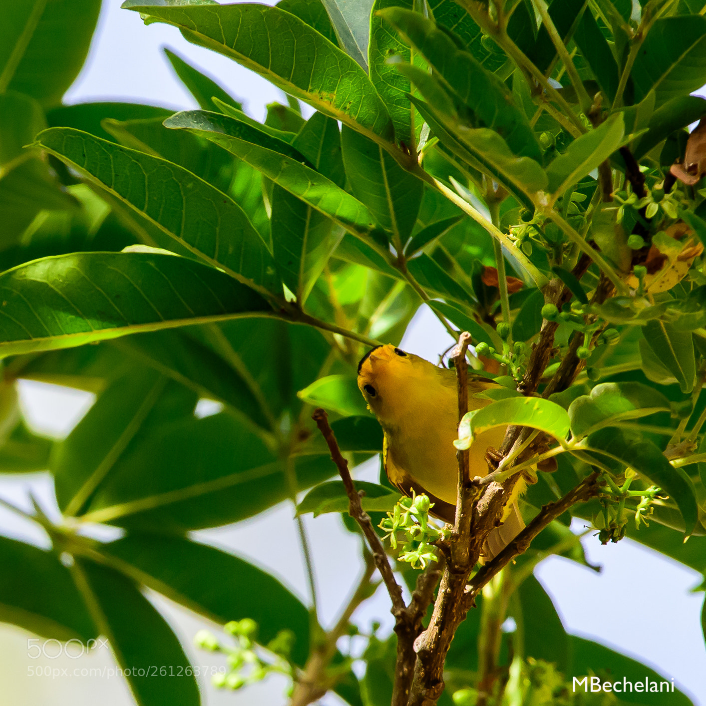 Nikon D810 sample photo. Mbs photography