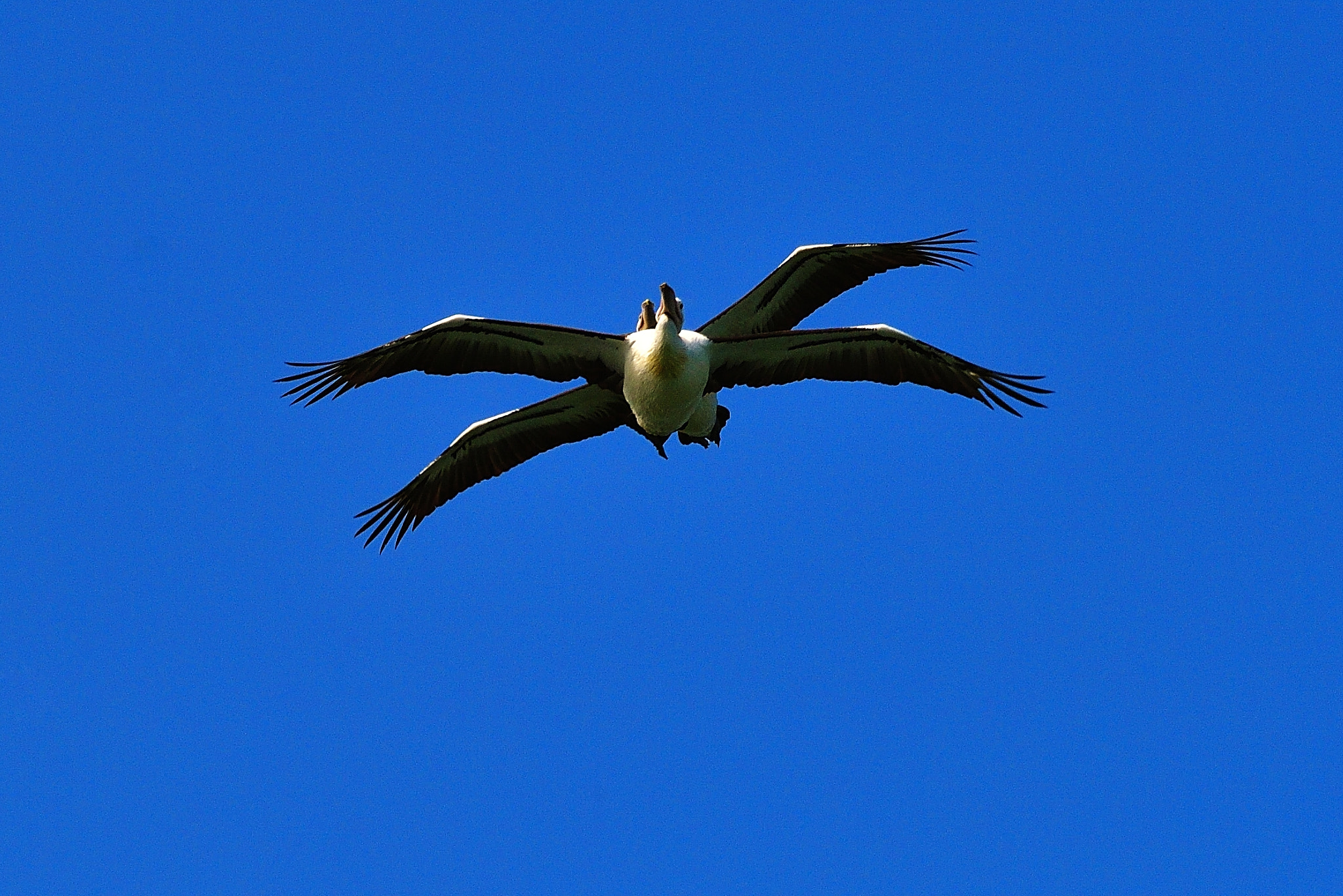 Nikon D5 sample photo. Overlap photography