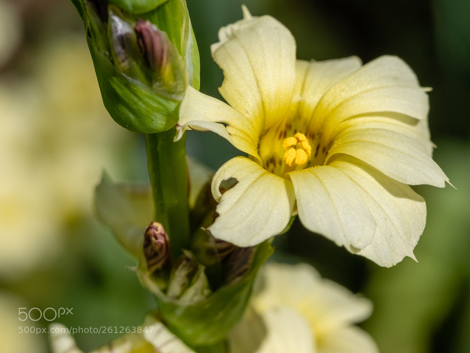 Panasonic Lumix DC-G9 sample photo. Unknown flower ...... photography