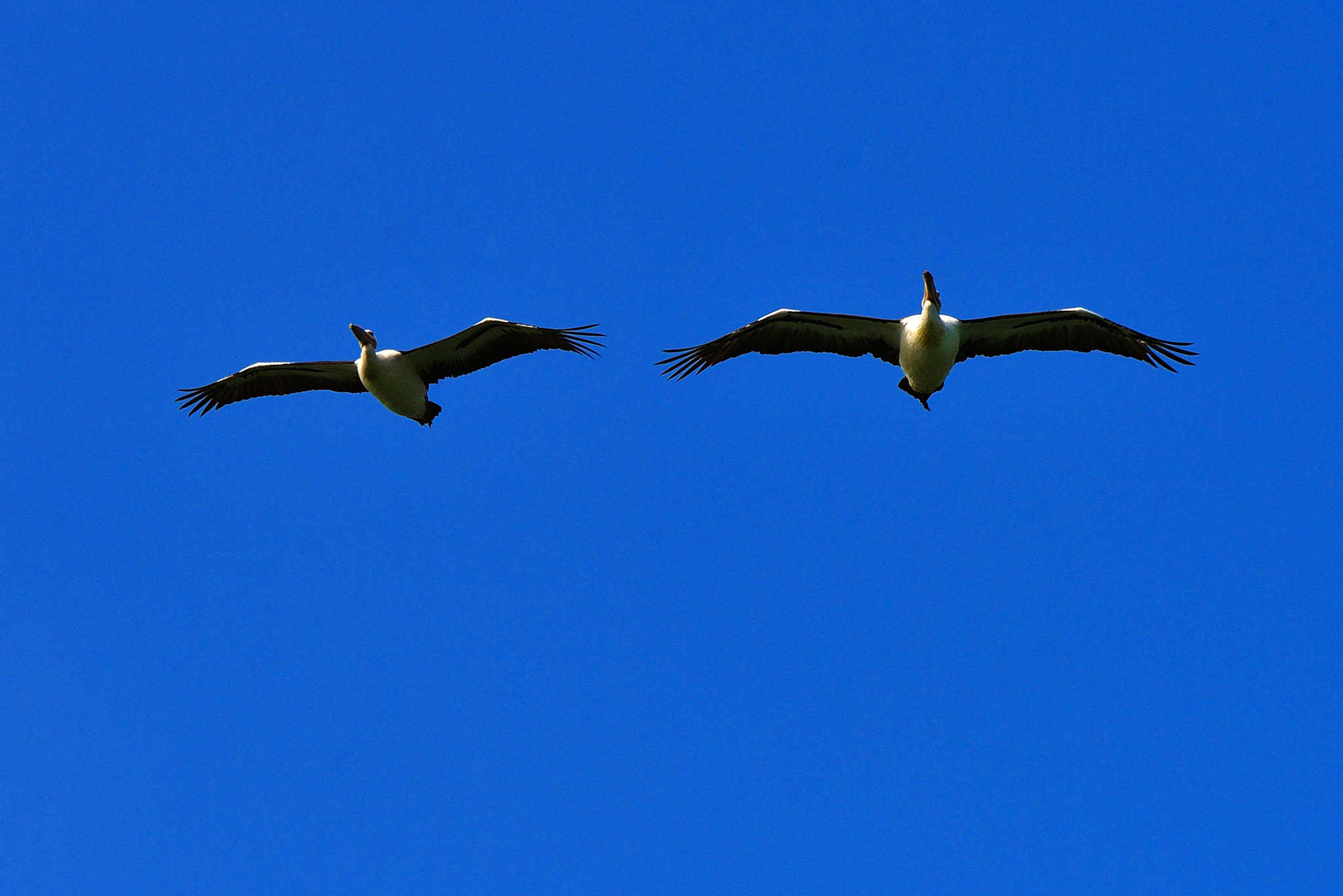 Nikon D5 sample photo. Parallel photography