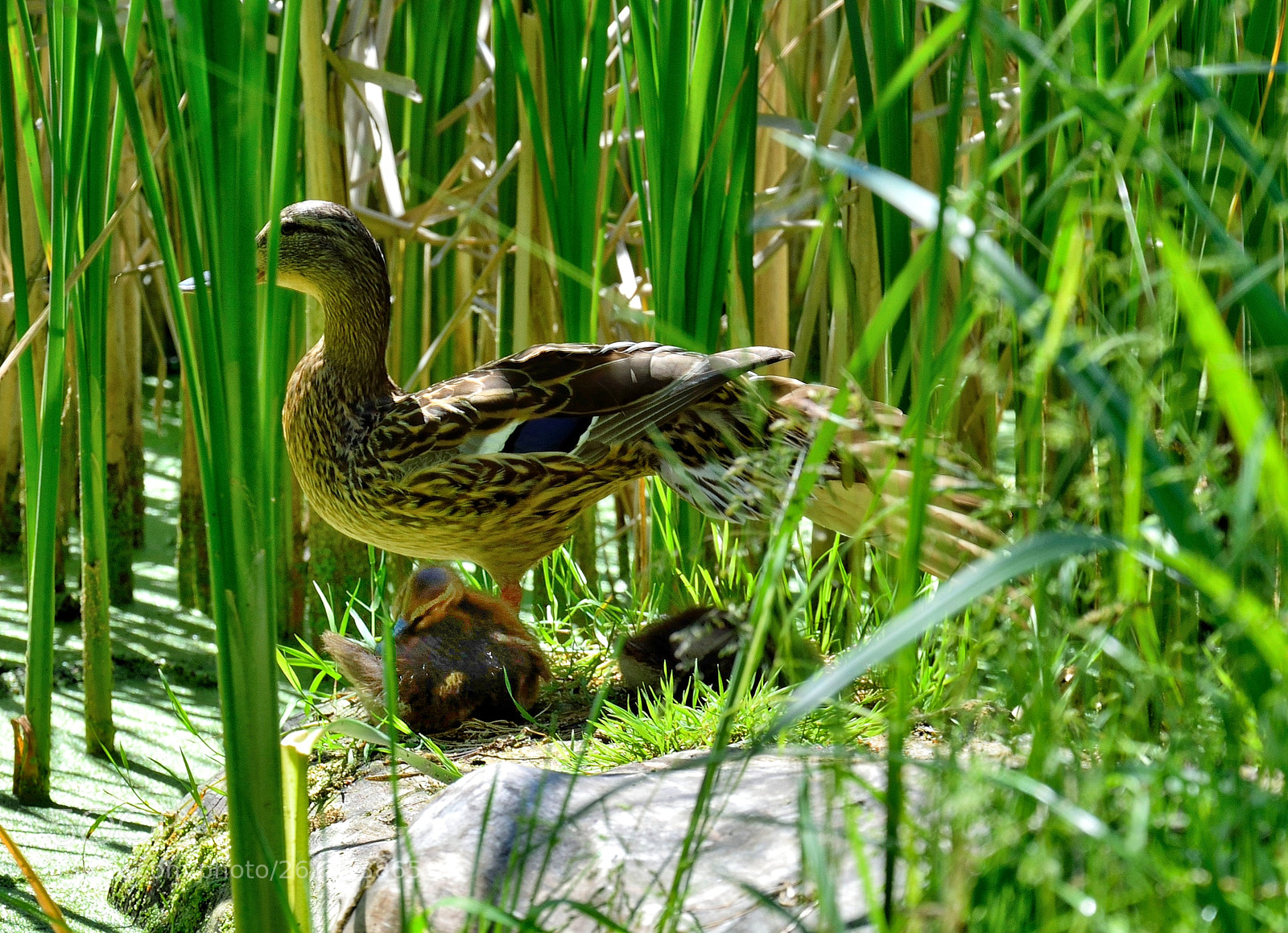 Nikon D3300 sample photo. Maternal care photography