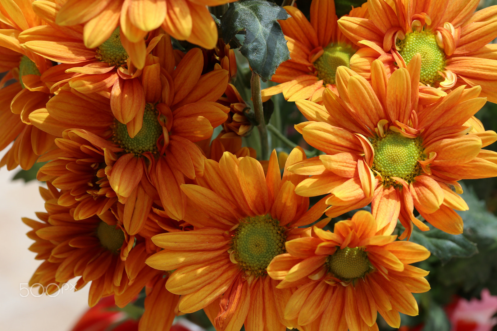 Canon EF 100mm F2.8 Macro USM sample photo. Colors 4 photography