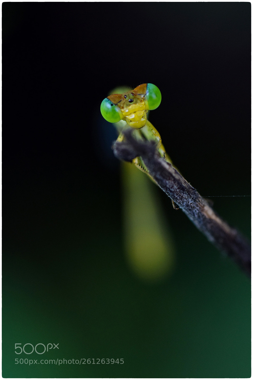 Nikon D5300 sample photo. Damselflies photography
