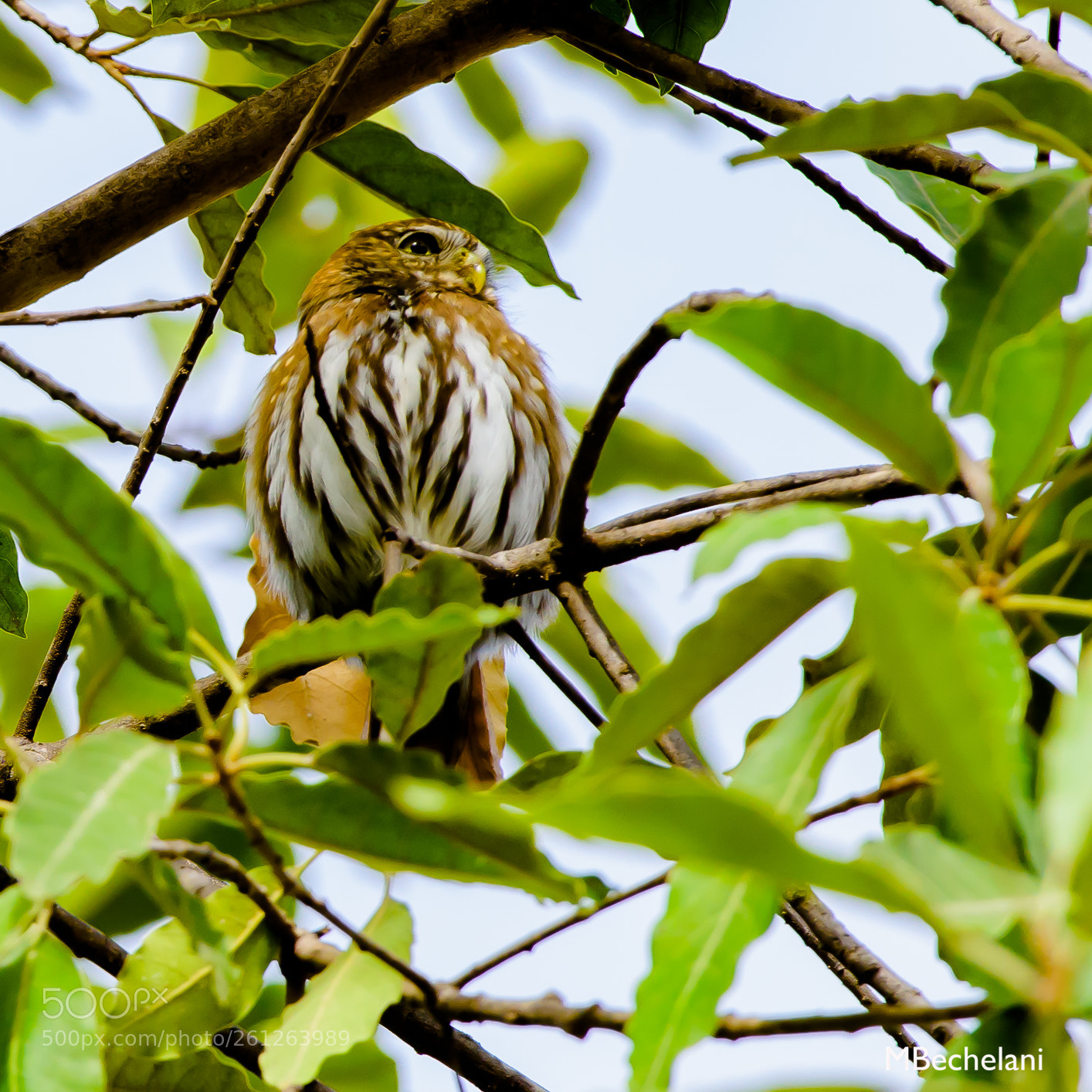 Nikon D810 sample photo. Mbs photography