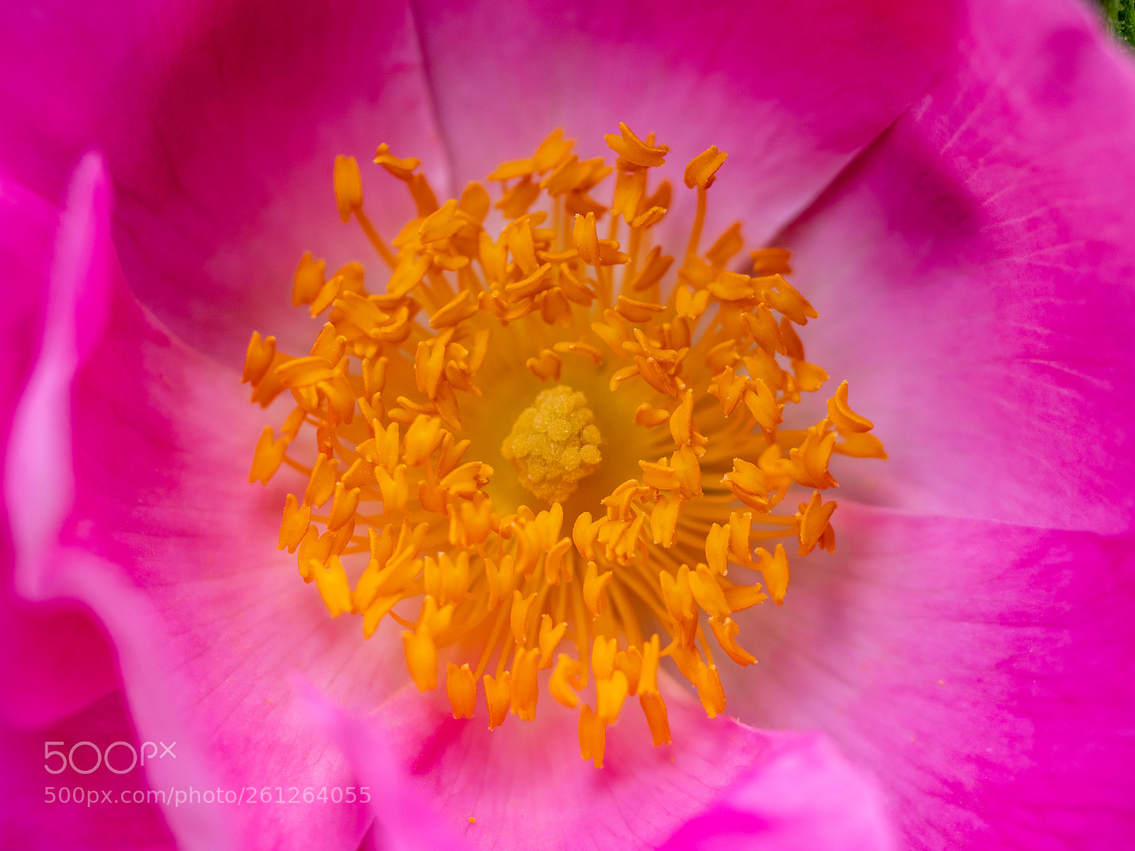 Panasonic Lumix DMC-GX8 sample photo. The stamen and pollen photography