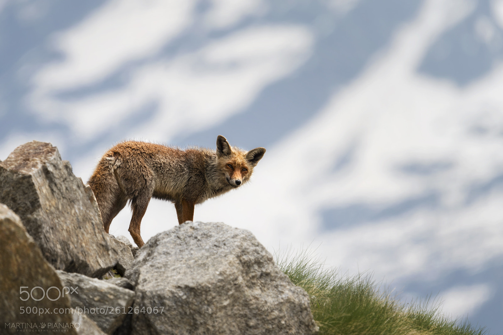 Nikon D810 sample photo. Stay wild photography
