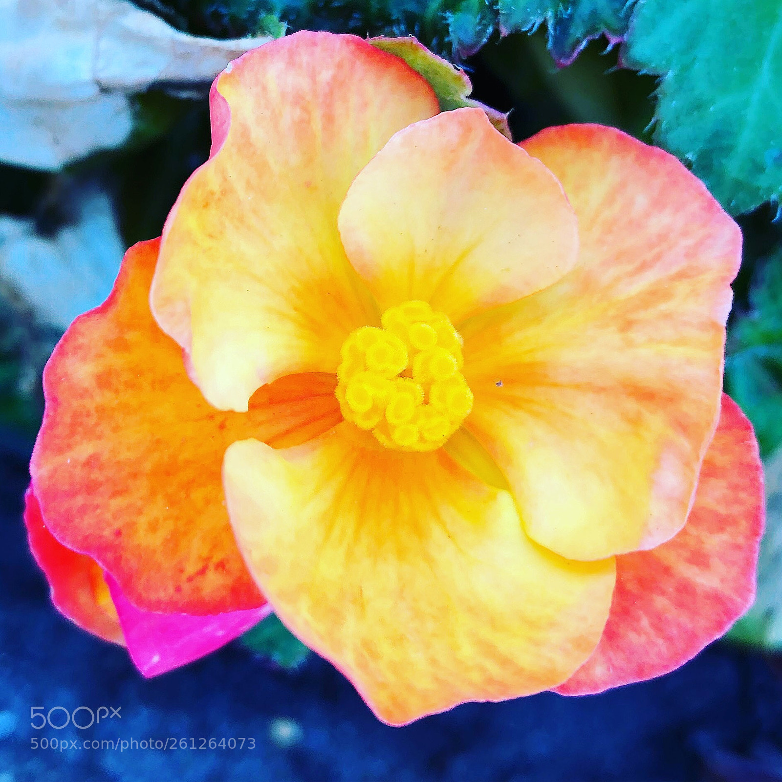 Apple iPhone 8 Plus sample photo. Flower with many colours photography